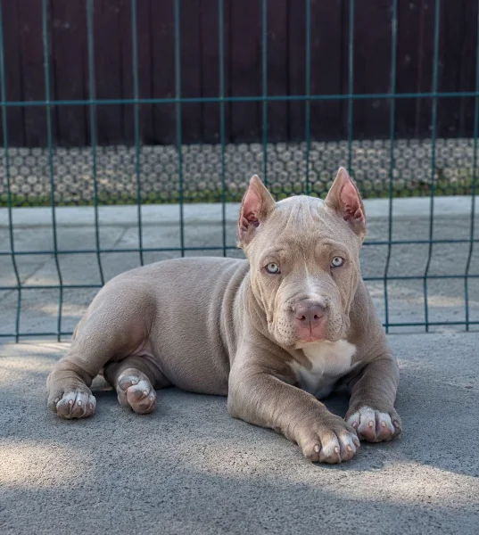 Bazooka the XL American Bully puppy