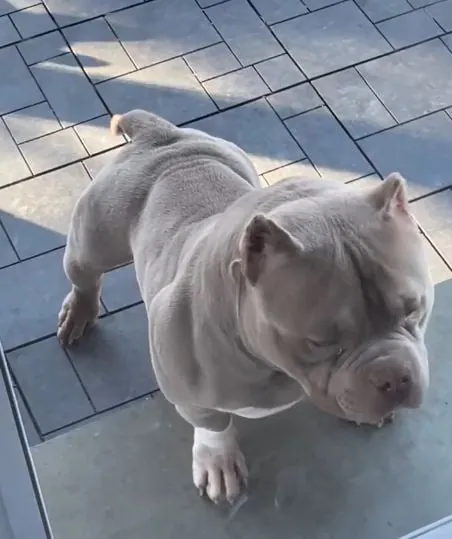 Pocket Bully from our vetted partner network