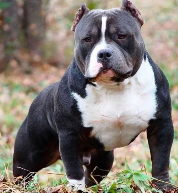 XL American Bully from our vetted partner network
