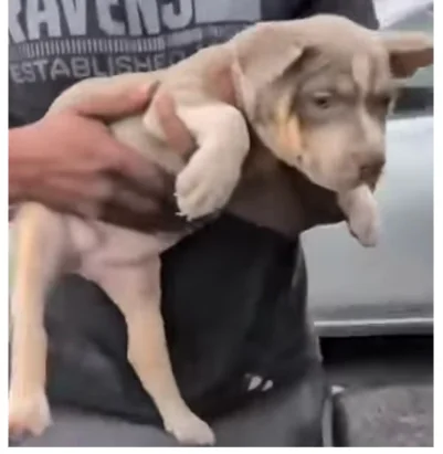 Happy customer with their new puppy from Pocket XL Bullies