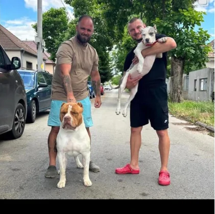 Happy customer with their new puppy from Pocket XL Bullies