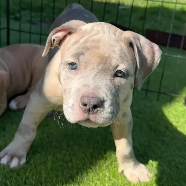 Fina the XL American Bully puppy