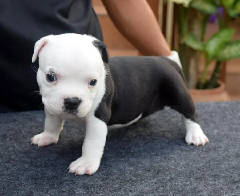 Puppy #11 photo 1