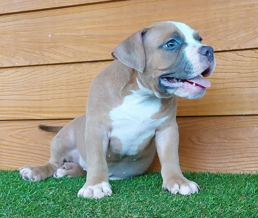 Puppy #12 photo 1
