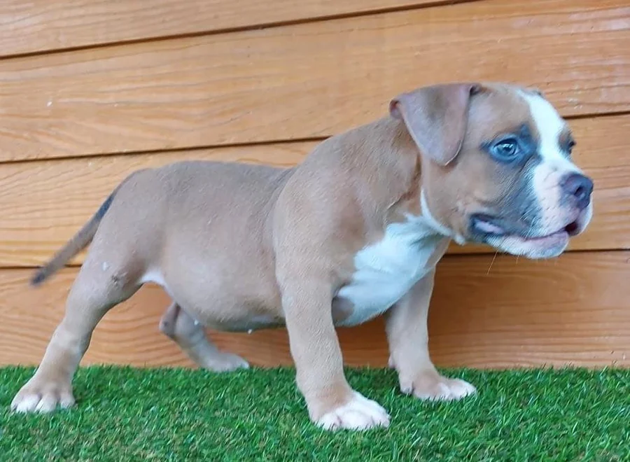 Puppy #12 photo 3
