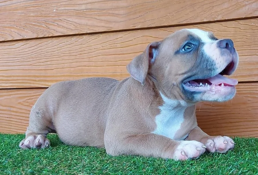 Puppy #12 photo 4