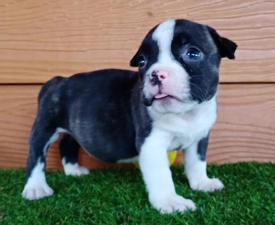 Puppy #13 photo 1