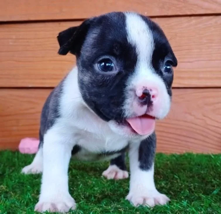 Puppy #13 photo 2