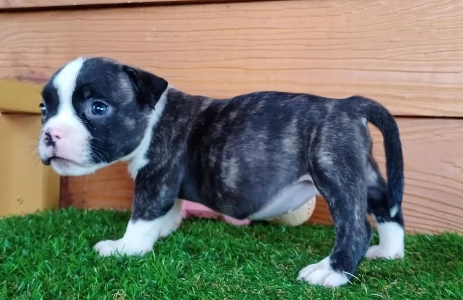 Puppy #13 photo 4