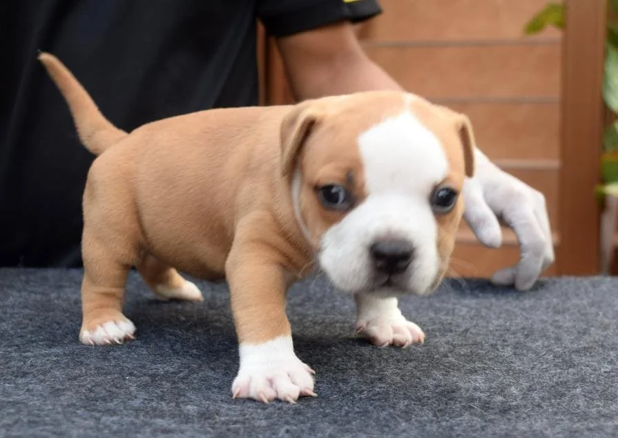 Puppy #14 photo 1