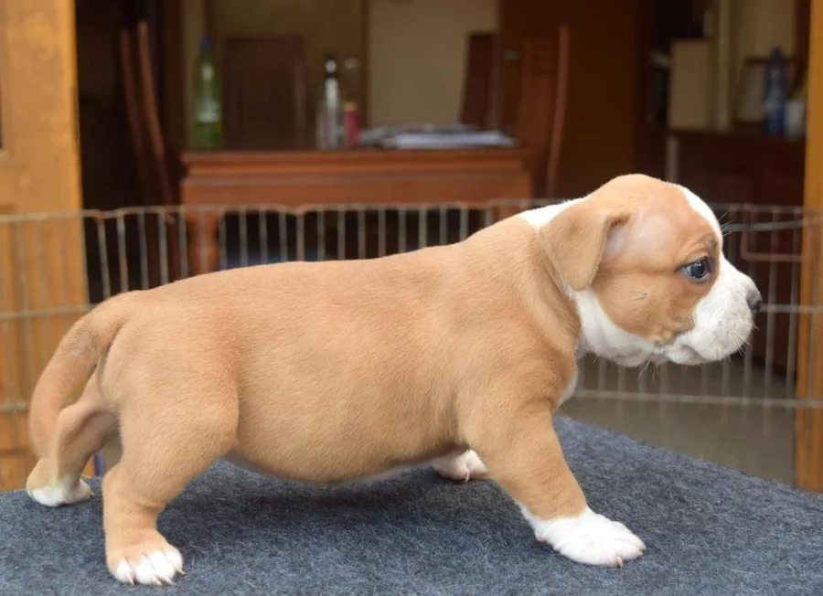Puppy #14 photo 5