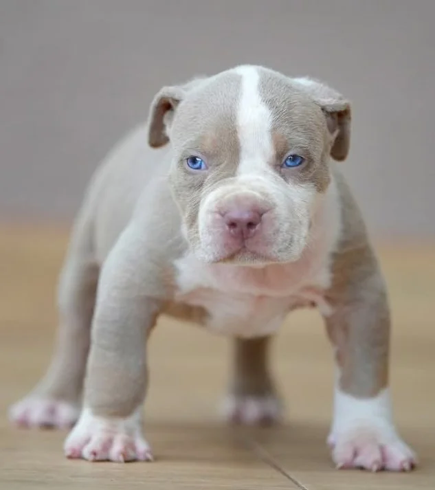 Puppy #15 the Pocket Bully puppy