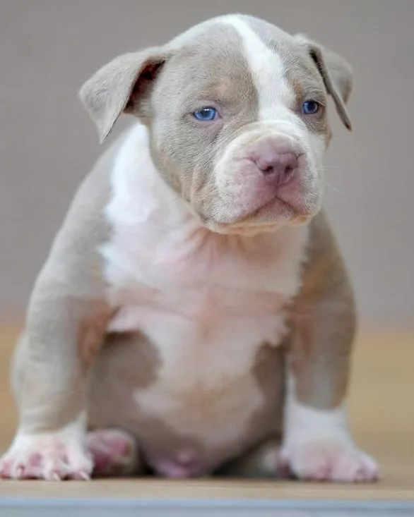 Puppy #15 photo 2