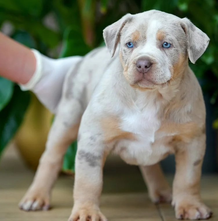 Puppy #16 the Pocket Bully puppy