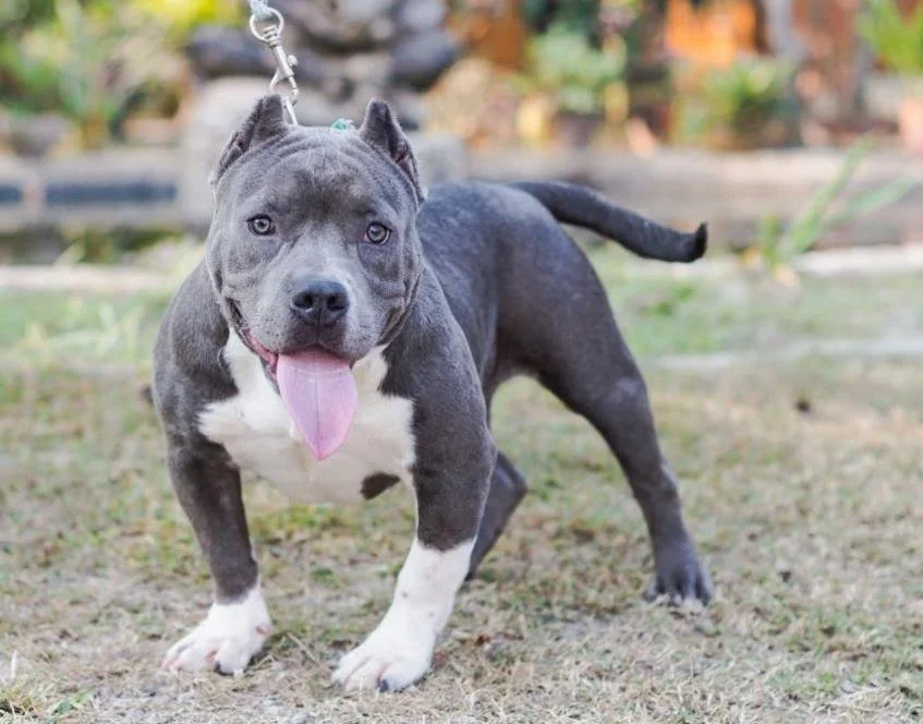 Puppy #17 the Pocket Bully puppy