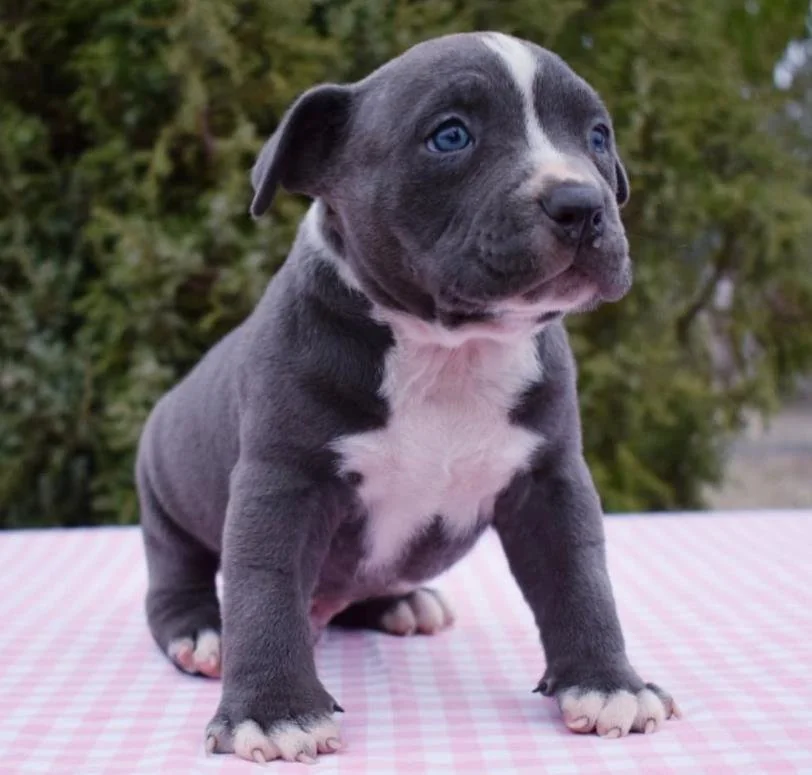 Puppy #18 the Pocket Bully puppy