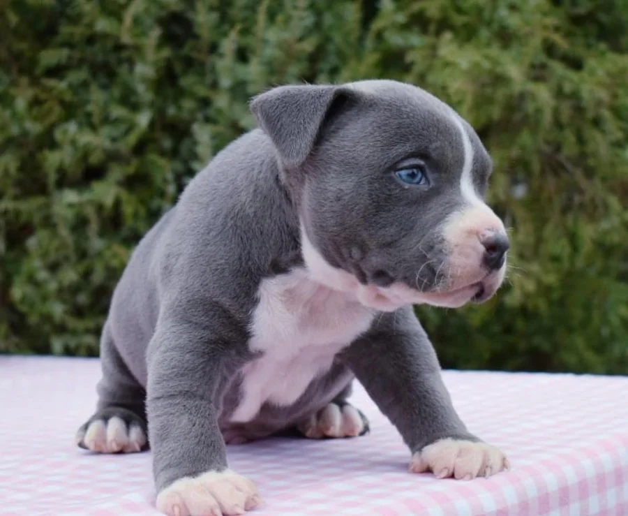 Puppy #18 photo 3