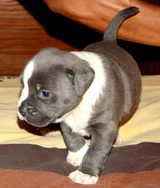 Puppy #19 the Pocket Bully puppy