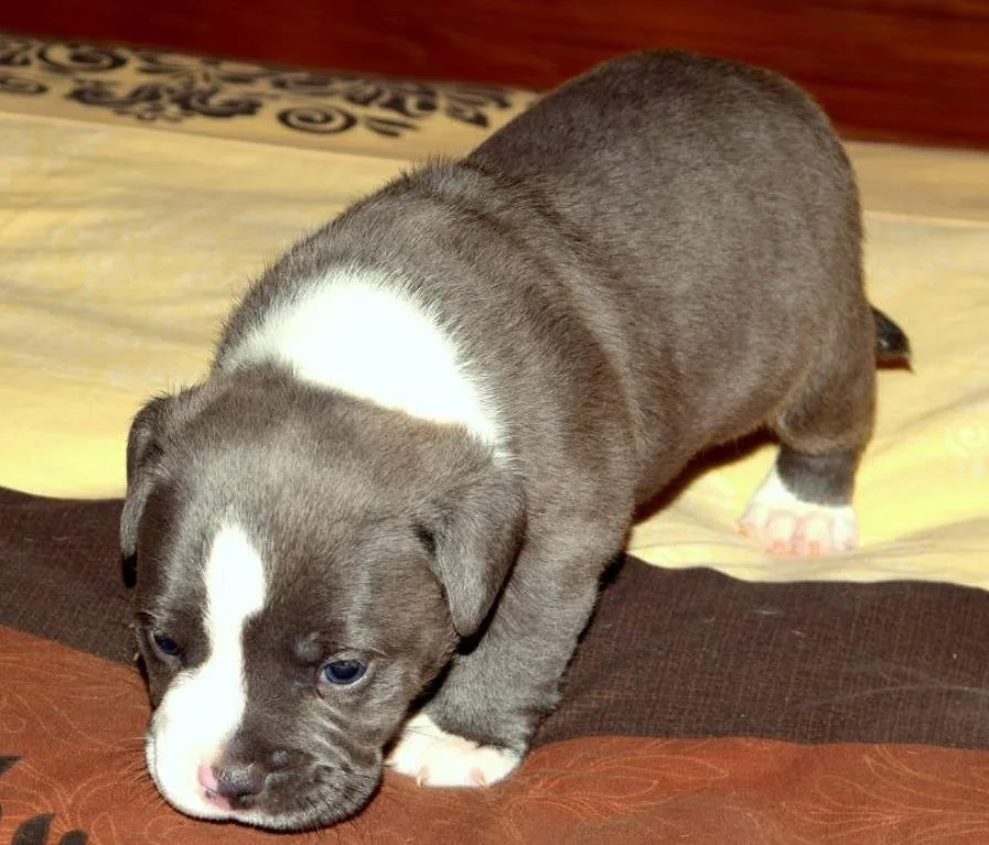 Puppy #19 photo 2