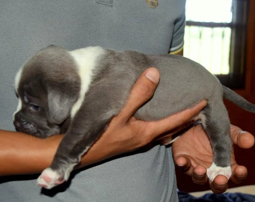 Puppy #19 photo 5
