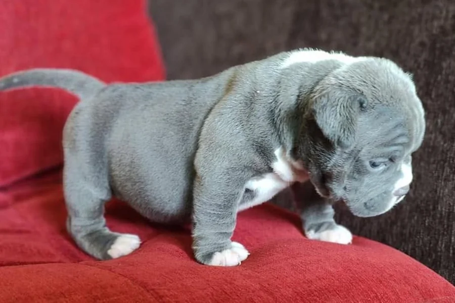 Puppy #21 photo 2