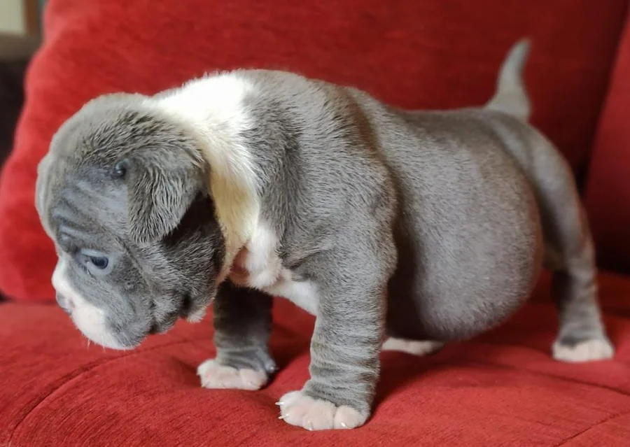 Puppy #21 photo 3