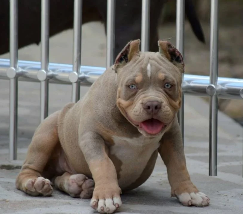 Puppy #22 photo 2