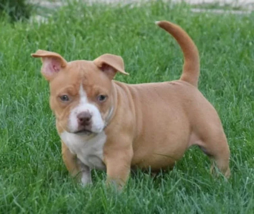 Puppy #23 photo 1