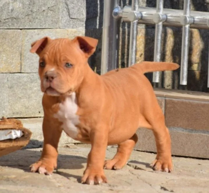Puppy #23 photo 3