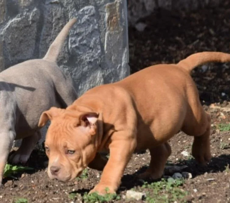 Puppy #23 photo 5