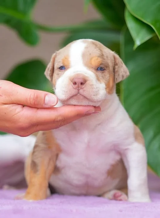 Puppy #24 photo 1