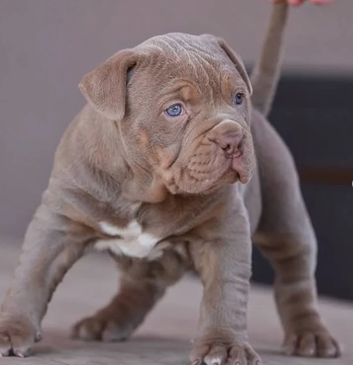 Puppy #26 photo 5