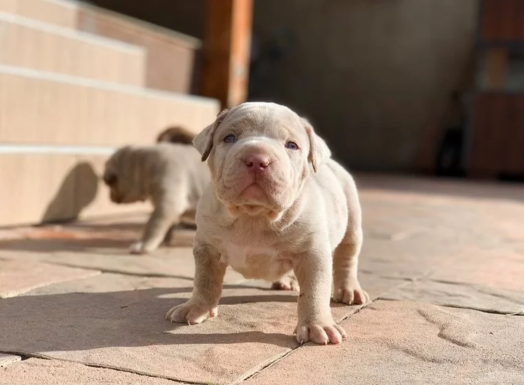 Puppy #27 photo 1