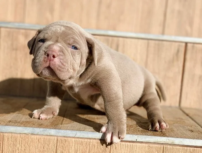 Puppy #27 photo 2