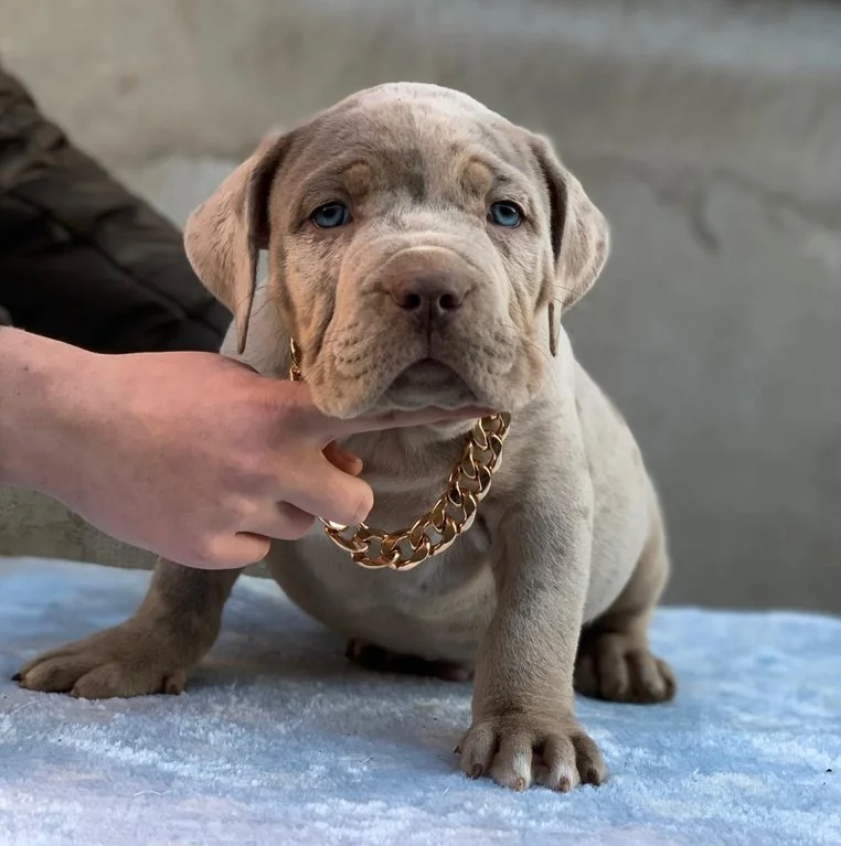 Puppy #28 photo 1