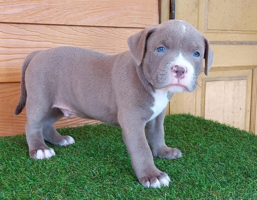 Puppy #29 photo 2