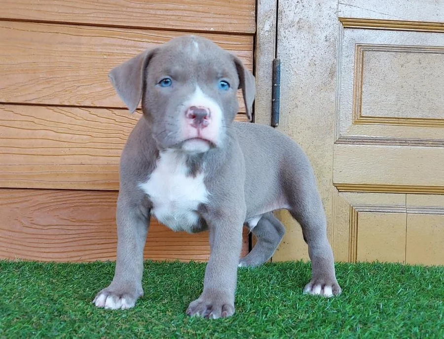 Puppy #29 photo 4