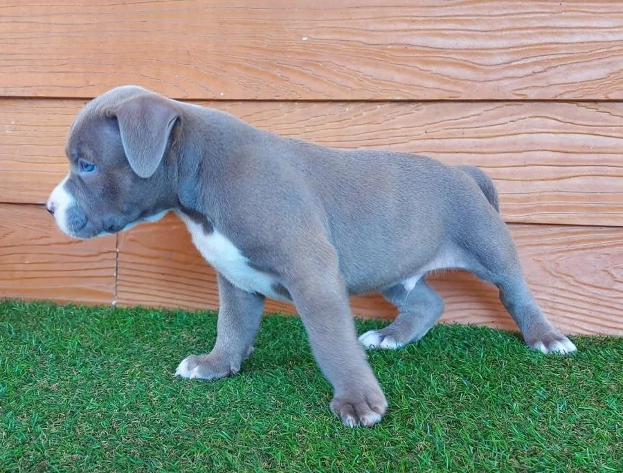 Puppy #29 photo 5
