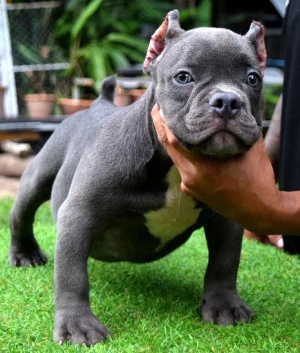 Puppy #3 photo 1