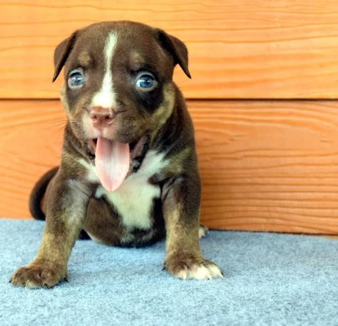 Puppy #30 photo 1