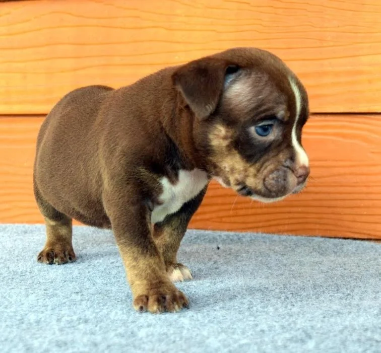 Puppy #30 photo 3