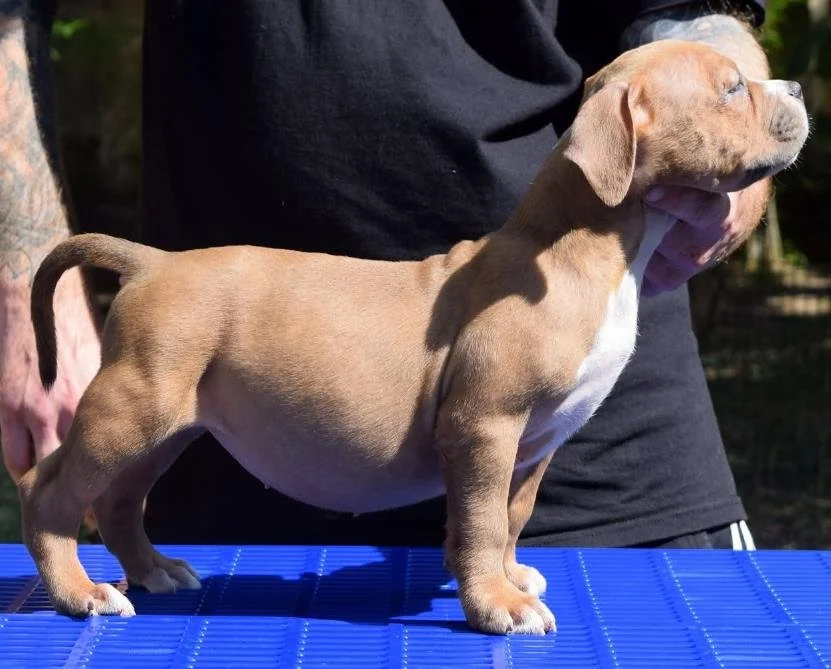 Puppy #31 photo 1