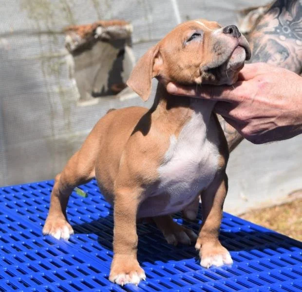 Puppy #31 photo 2