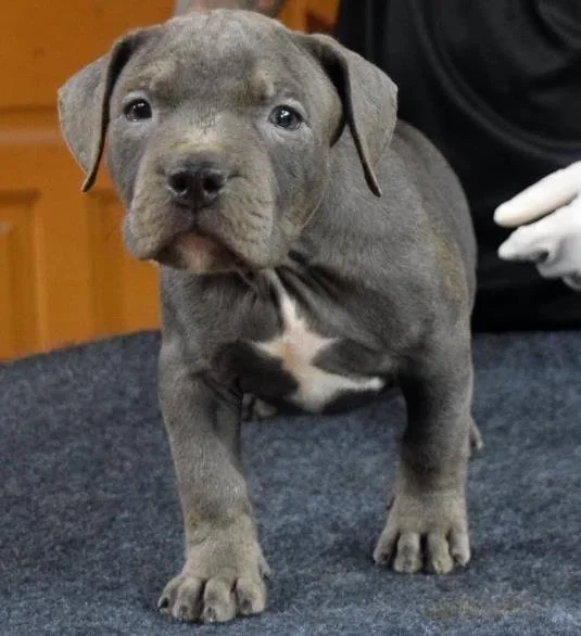 Puppy #32 photo 1