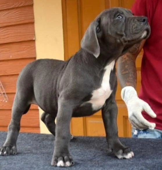 Puppy #32 photo 2