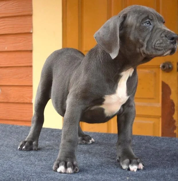 Puppy #32 photo 3