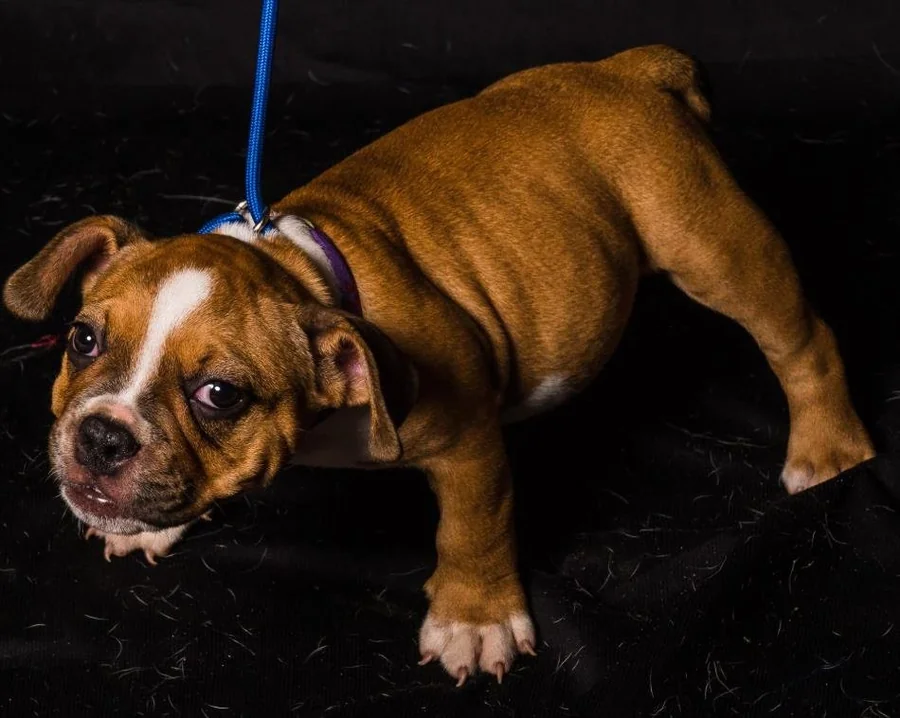 Puppy #33 photo 1