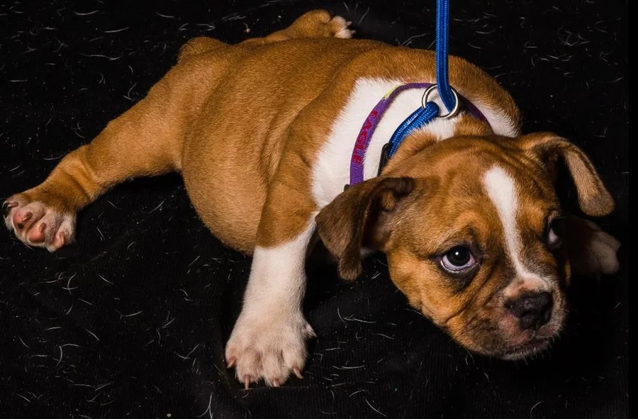 Puppy #33 photo 2
