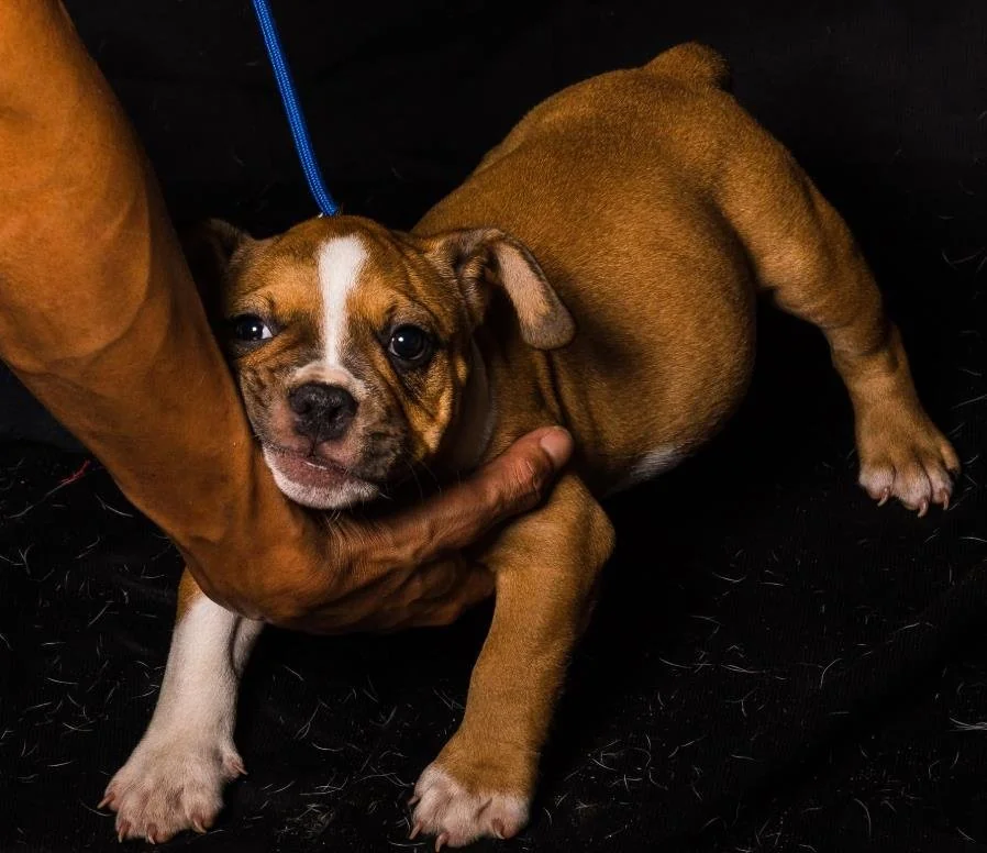 Puppy #33 photo 3