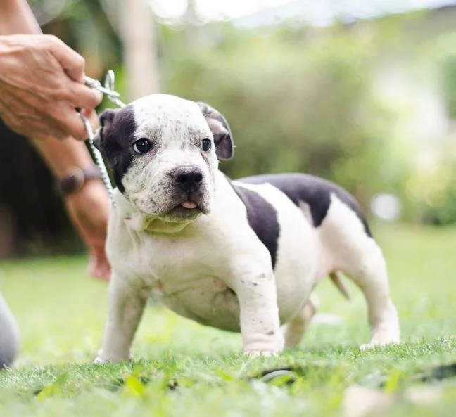 Puppy #34 the Pocket Bully puppy